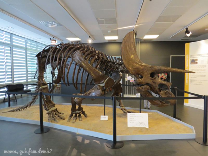 Museu de l’Institut Català de Paleontologia Miquel Crusafont