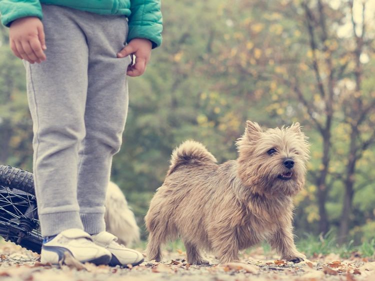 5 raons per no regalar un gos als nens