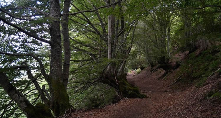 Les fagedes de Catalunya, boscos singulars per anar d'excursió