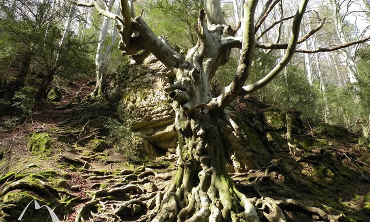 Les fagedes de Catalunya, boscos singulars per anar d'excursió