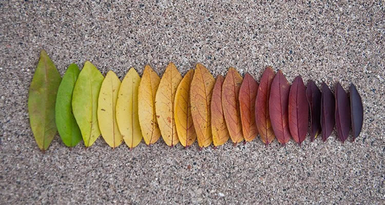 treballar la tardor amb els colors de les fulles