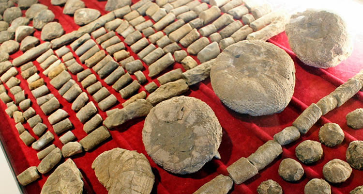 museu del fossil sant boi lluçanes 