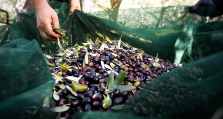 Viu l’experiència de pagès entre oliveres