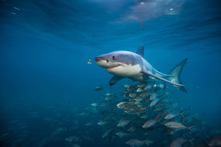 Exposició Sharks de National Geographic