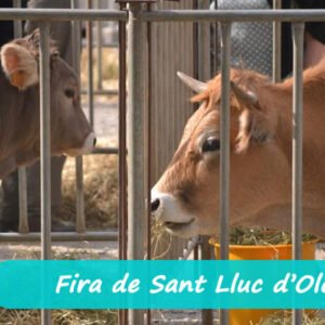 fira de sant lluc olot