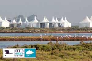 Delta Birding Festival