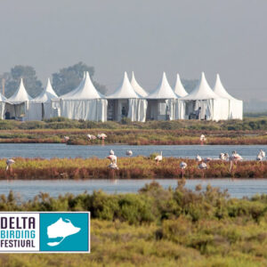 Delta Birding Festival